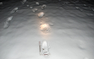 Włamywacze wpadli po śladach na śniegu